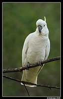 sulphur crested cockatoo 4531