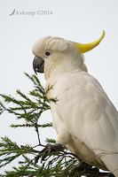 sulphur crested cockatoo 13030