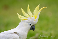 sulphur crested cockatoo 17295