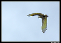 sulphur crested cockatoo 300 tc17