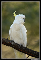 sulphur crested cockatoo 6430