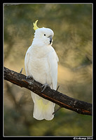 sulphur crested cockatoo 6432