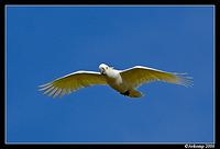 sulphur crested in flight