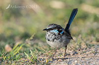 superb fairly wren 8730