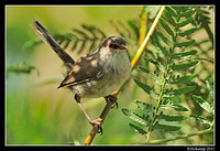 superb fairry wren0137