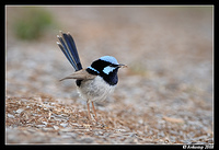 superb fairy wren 2643