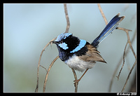 superb fairy wren 2647