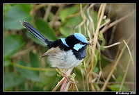 superb fairy wren 2649