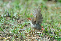 superb fairy wren 0264