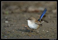 superb fairy wren 0295