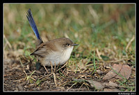 superb fairy wren 0297