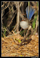 superb fairy wren 0318