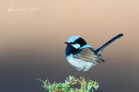 superb fairy wren 0334