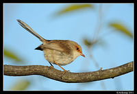 superb fairy wren 0436