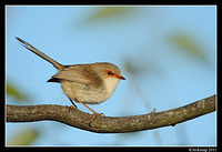 superb fairy wren 0437