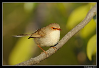 superb fairy wren 0441