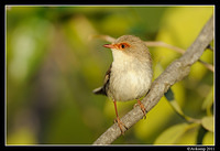 superb fairy wren 0444