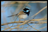 superb fairy wren 0446