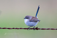 superb fairy wren 14100