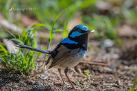 superb fairy wren 14940