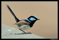 superb fairy wren 1565