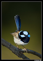 superb fairy wren 1953