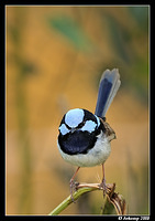 superb fairy wren 2368