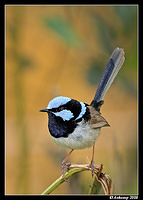 superb fairy wren 2369