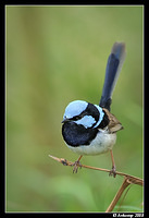 superb fairy wren 2372