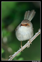 superb fairy wren 2500