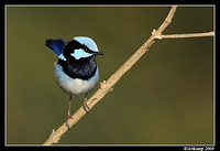 superb fairy wren 4683