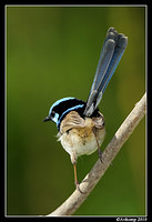 superb fairy wren 6318