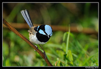 superb fairy wren 6319