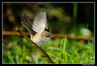 superb fairy wren 6320