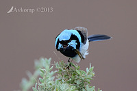 superb fairy wren 7671