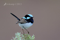 superb fairy wren 7685