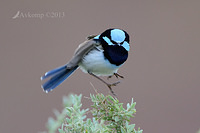 superb fairy wren 7688