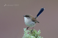 superb fairy wren 7703