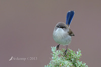 superb fairy wren 7706