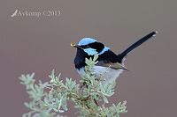 superb fairy wren 7774