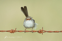 superb fairy wren 7799