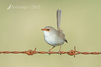 superb fairy wren 7808