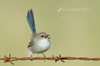 superb fairy wren 7812