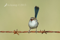 superb fairy wren 7813