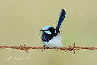 superb fairy wren 7836