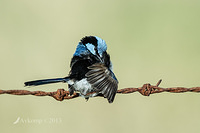 superb fairy wren 7844 cs6