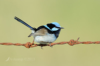 superb fairy wren 7847