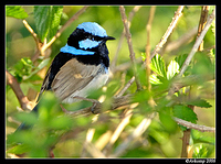 superb fairy wren male 1 001