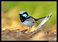 superb fairy wren male 2