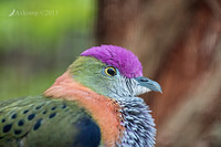 superb fruit dove 6435